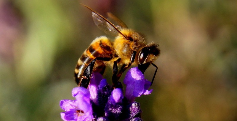 ¿Para qué es bueno el veneno de abeja?